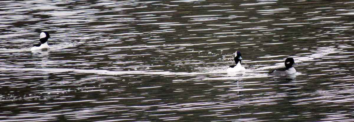 Гоголь-головастик - ML645092685