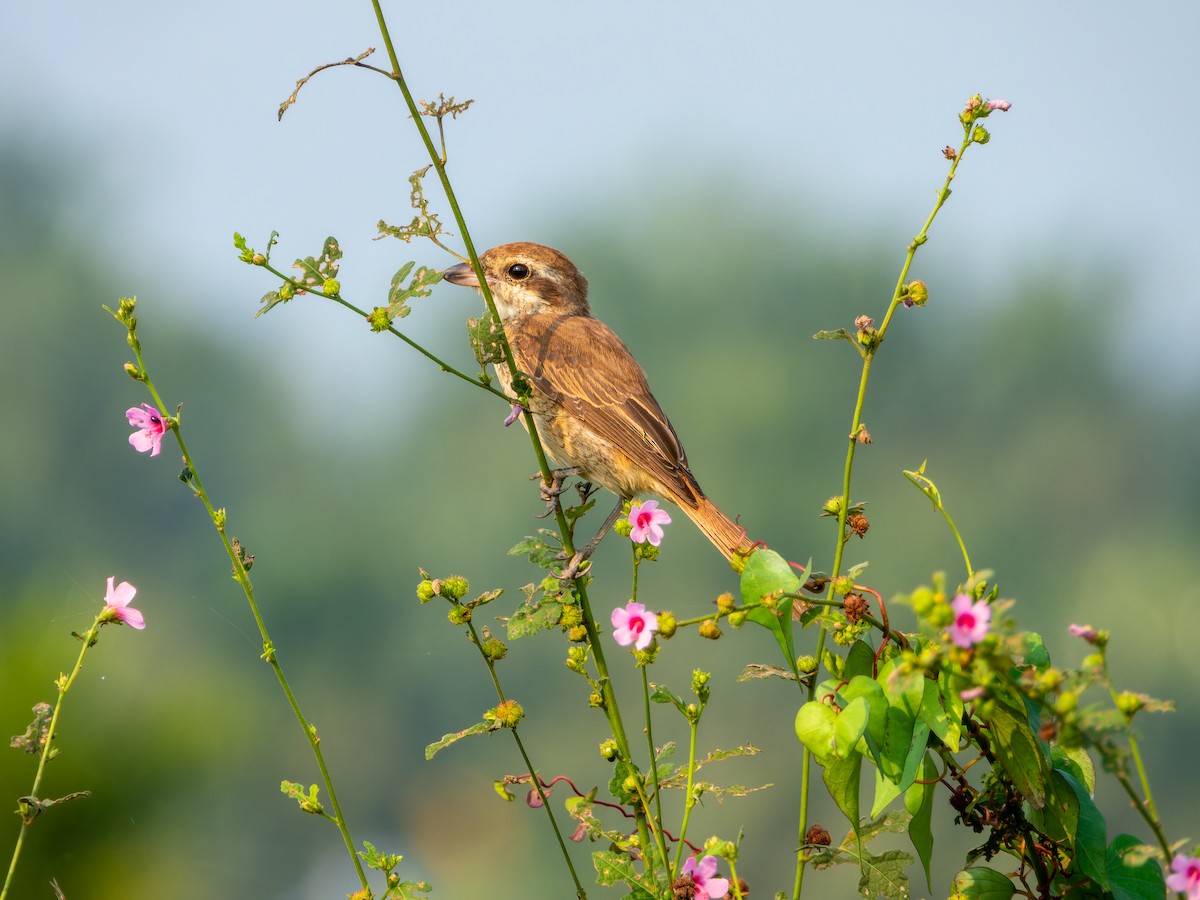 Brown Shrike - ML645092687