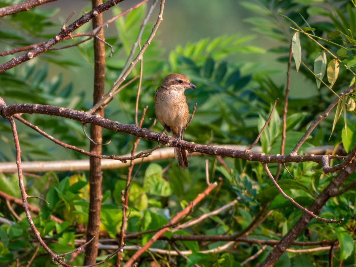 Brown Shrike - ML645092688