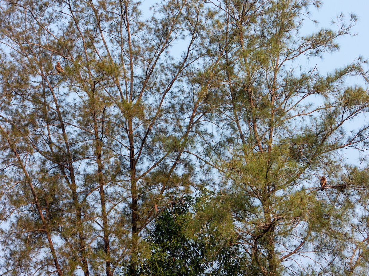 Booted Eagle - ML645092694