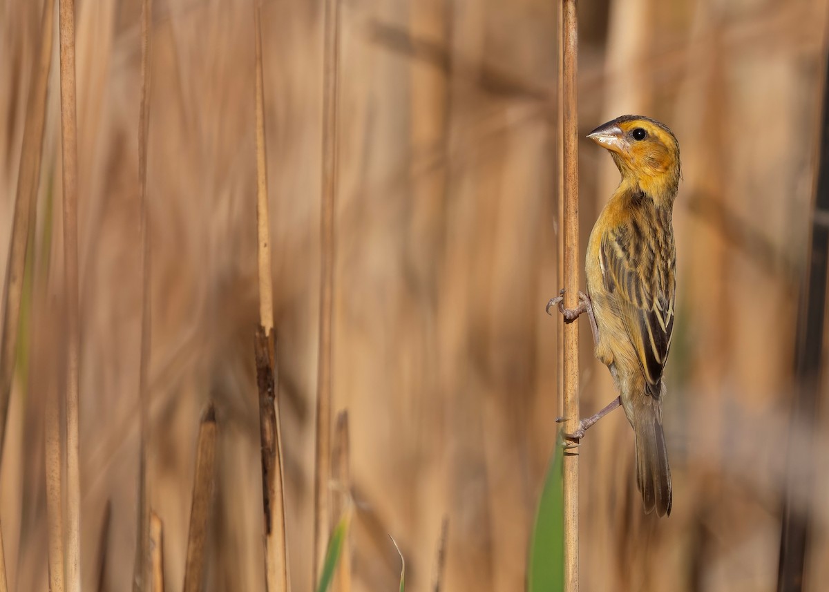Asian Golden Weaver - ML645092736