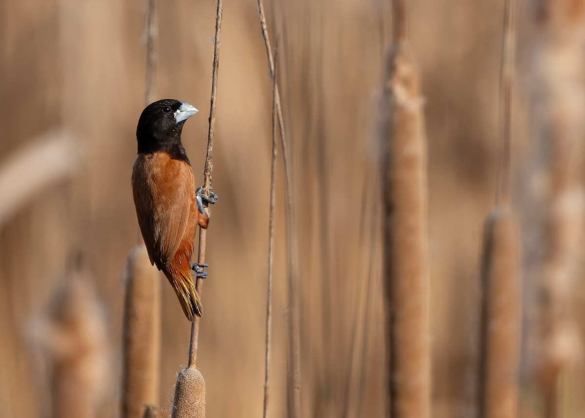 Capucin à tête noire (groupe atricapilla) - ML645092739