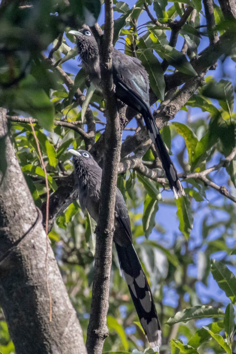 Малкога сірочерева - ML645092786