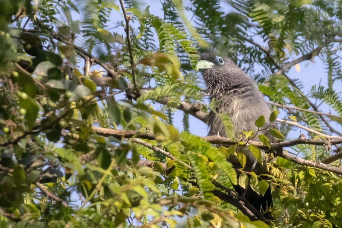 Малкога сірочерева - ML645092789