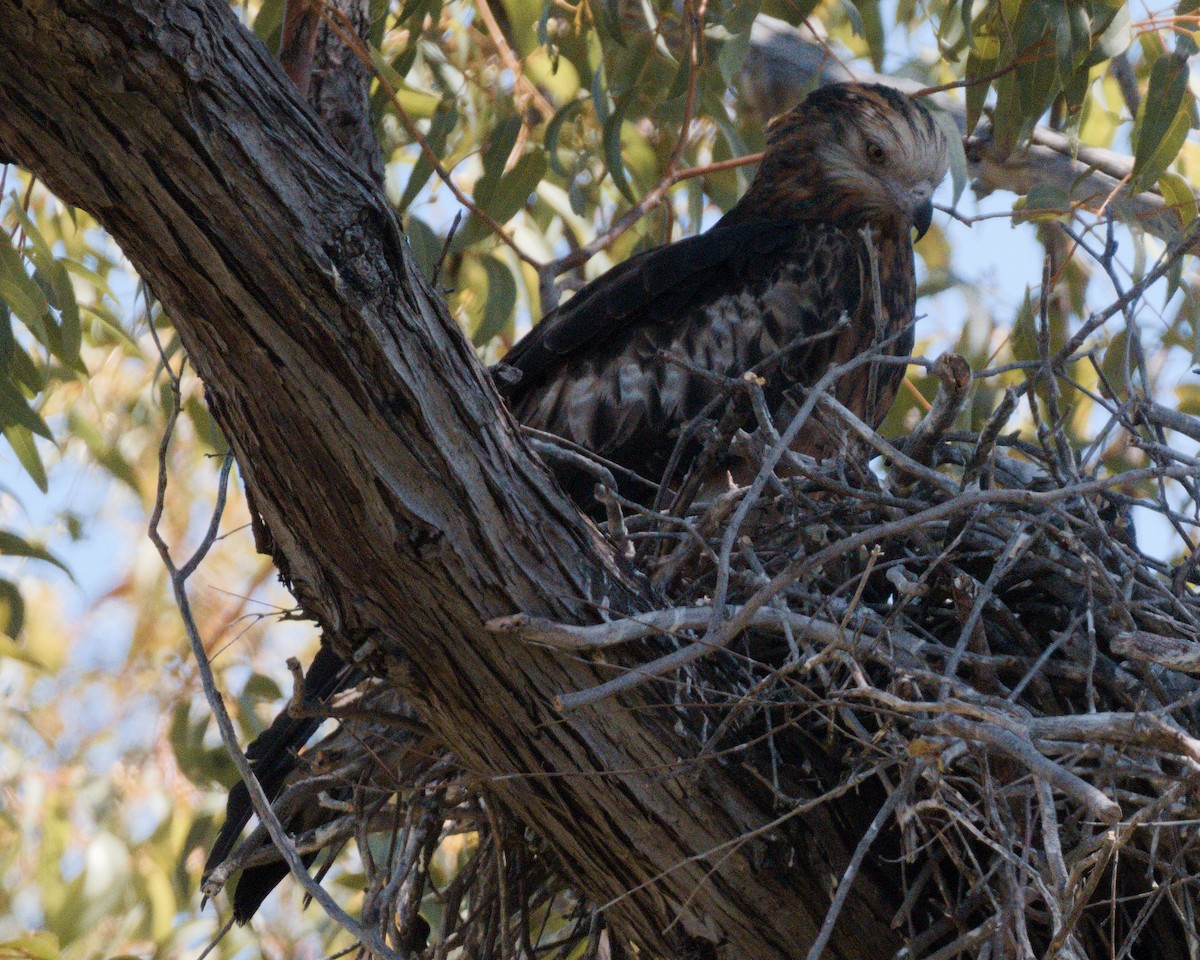 Square-tailed Kite - ML645092801