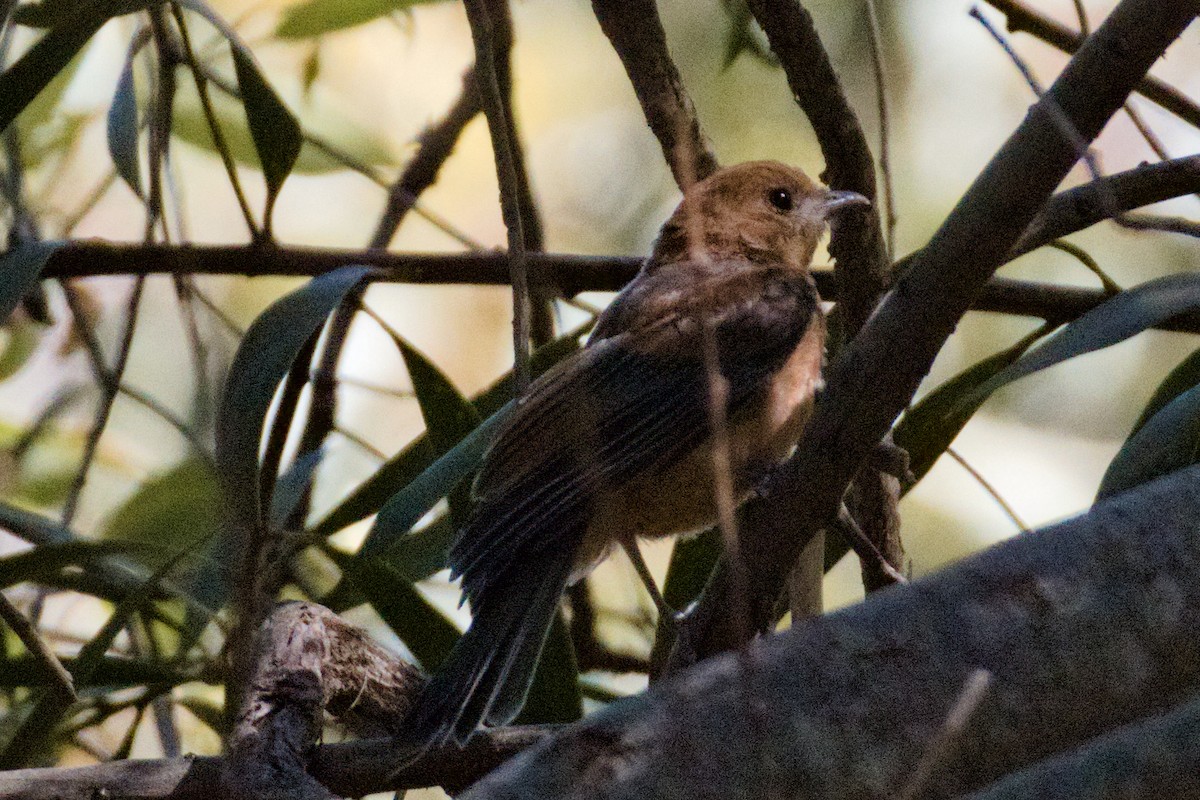 Rufous Treecreeper - ML645092806