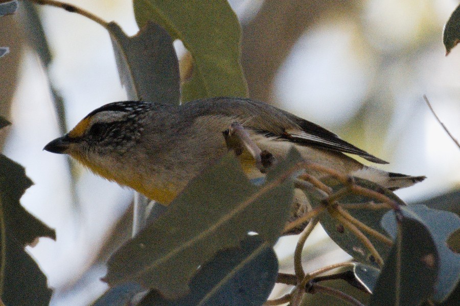 Striated Pardalote - ML645092811