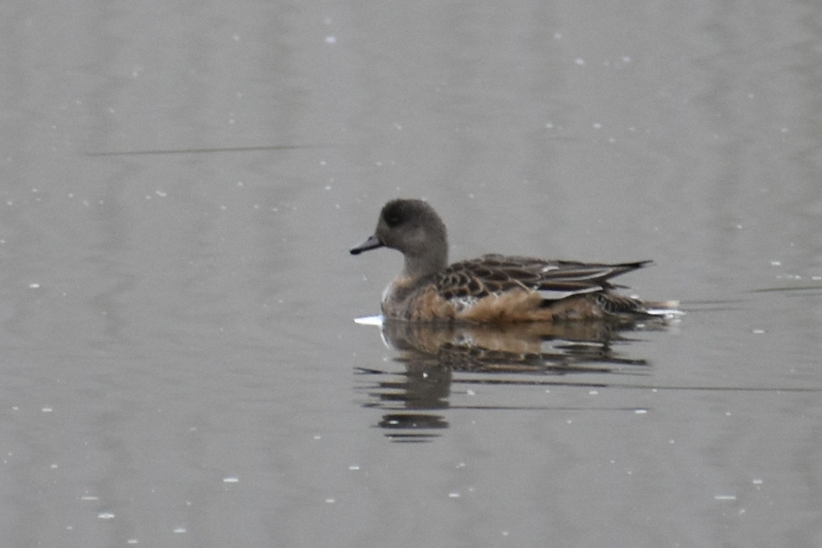 葡萄胸鴨 - ML645092812