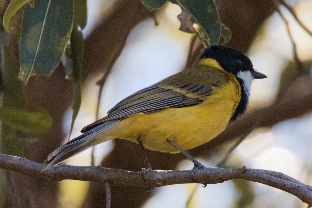 Golden Whistler - ML645092817