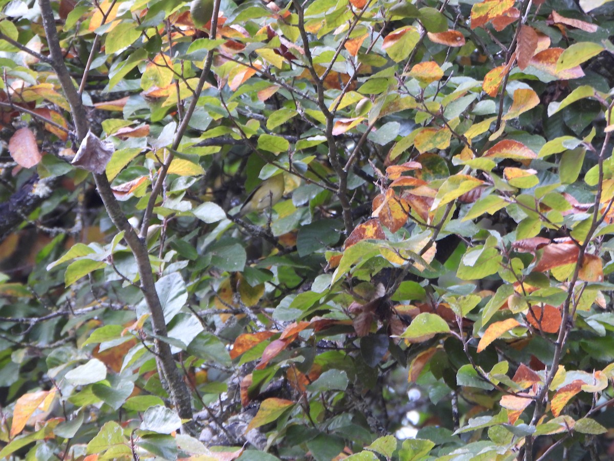 Tennessee Warbler - ML645092820