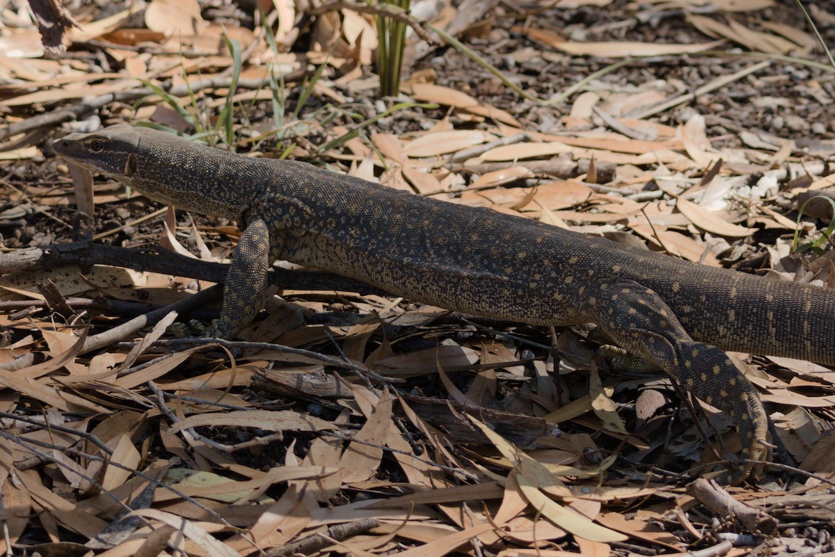 Sand Goanna - ML645092828