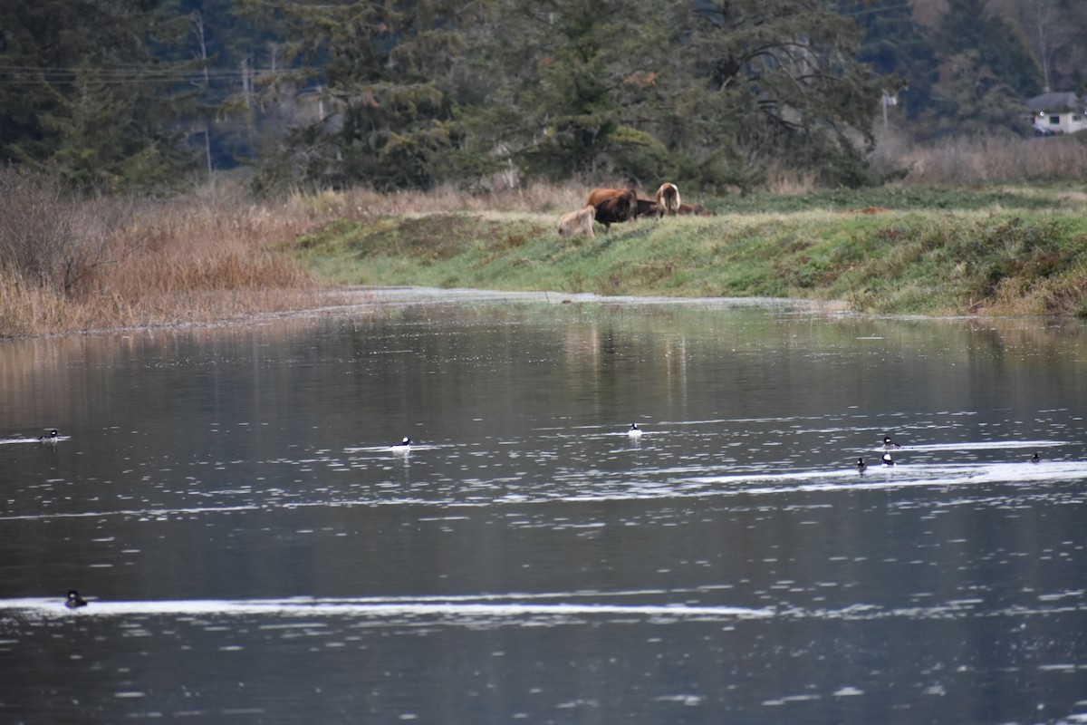 Гоголь-головастик - ML645092831
