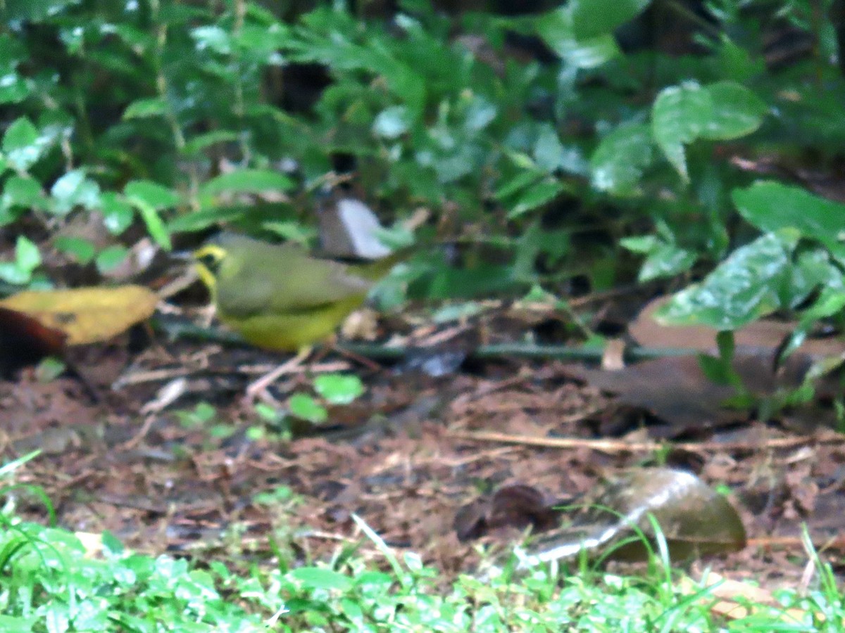 Kentaki Ötleğeni - ML645092832