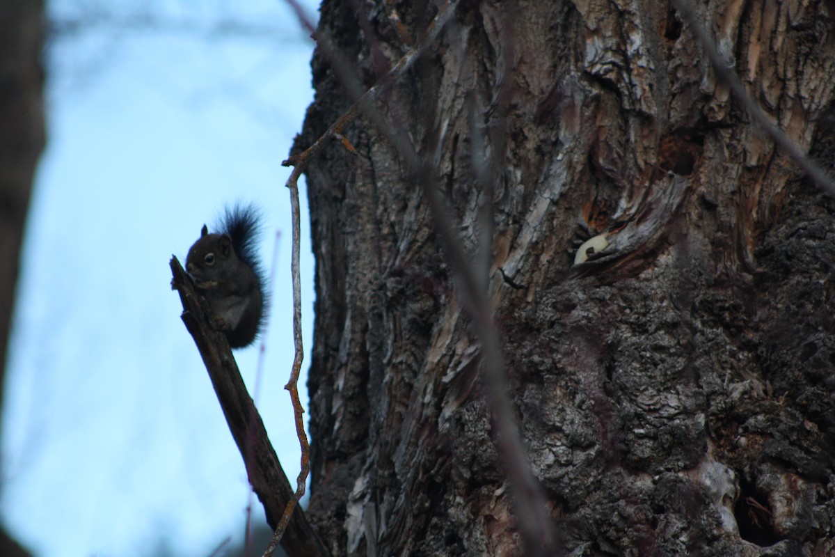 American Red Squirrel - ML645092835