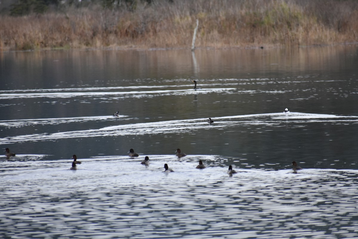 コスズガモ - ML645092837