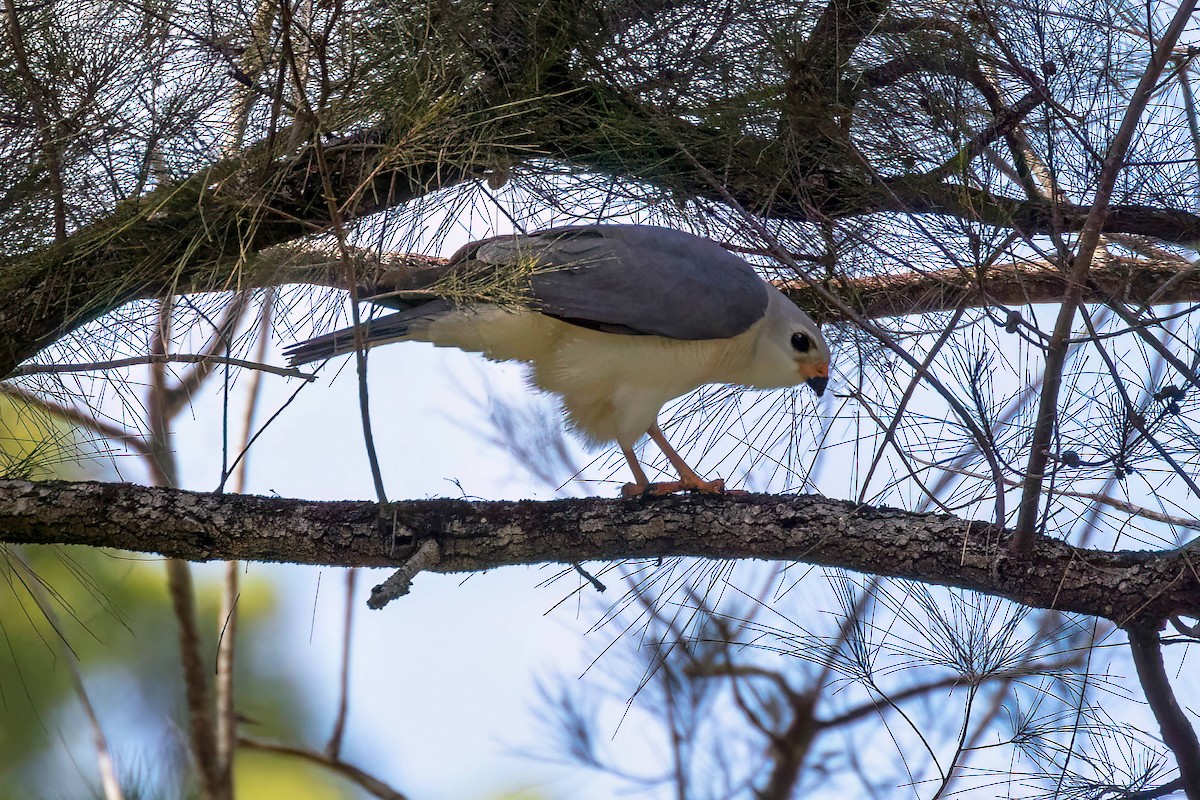 Gray Goshawk - ML645092852