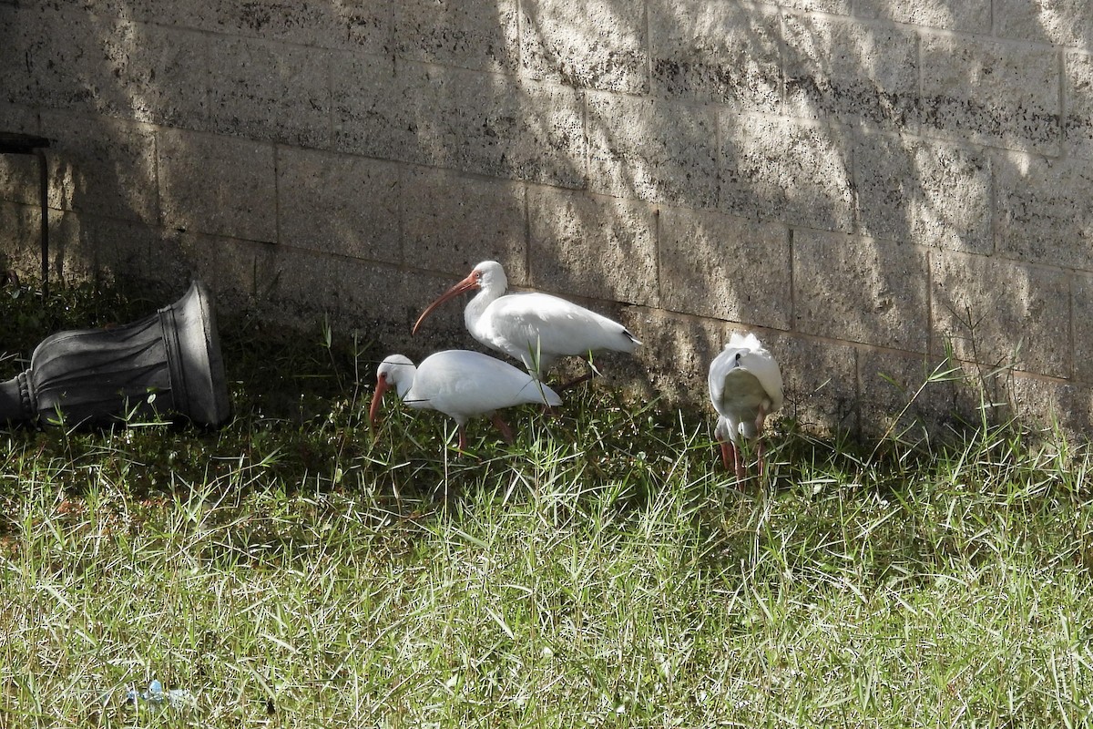 Ak Aynak - ML645092859