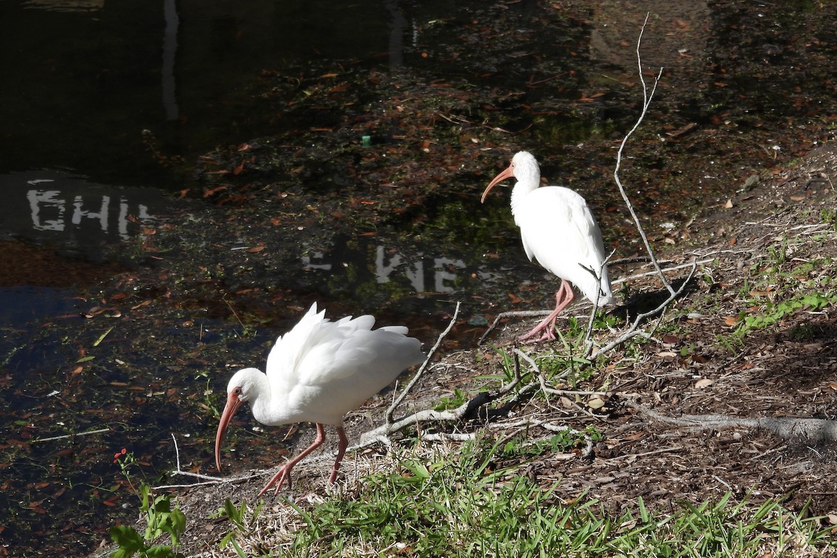 Ak Aynak - ML645092860