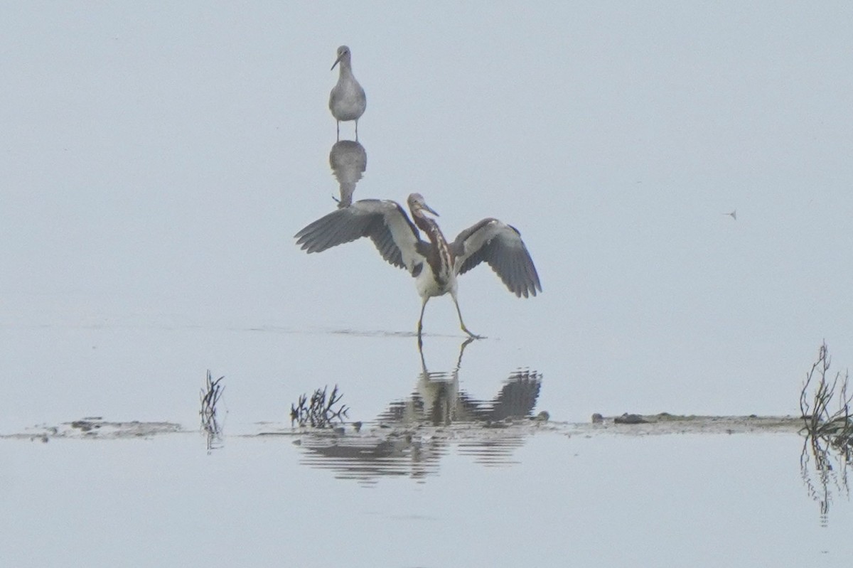Tricolored Heron - ML645092872
