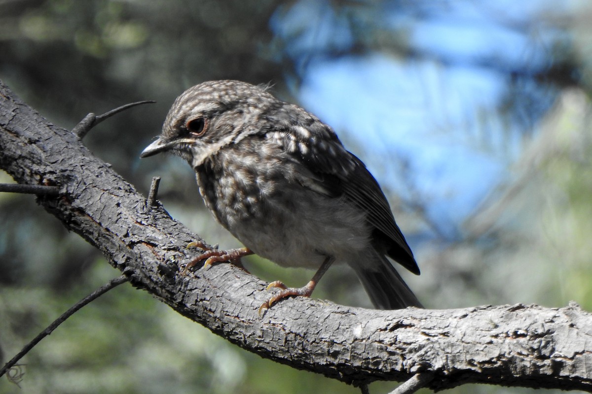 Eastern Yellow Robin - ML645092877