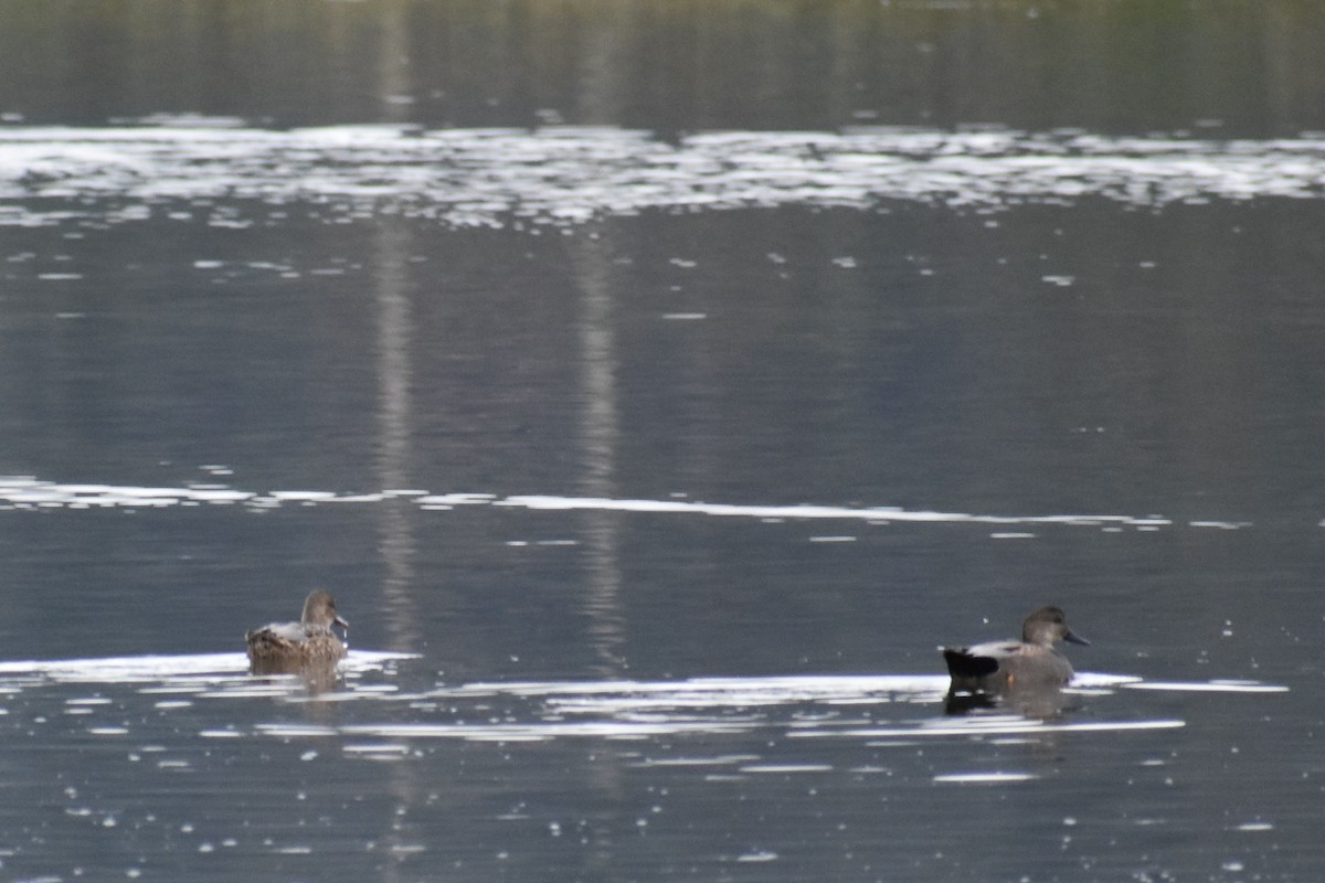 Canard chipeau - ML645092878