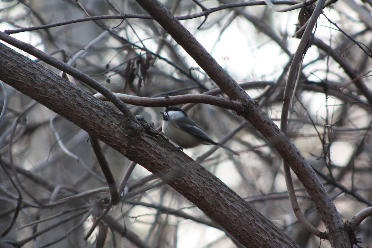 Black-capped Chickadee - ML645092887