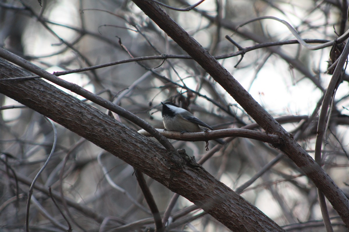 Black-capped Chickadee - ML645092888