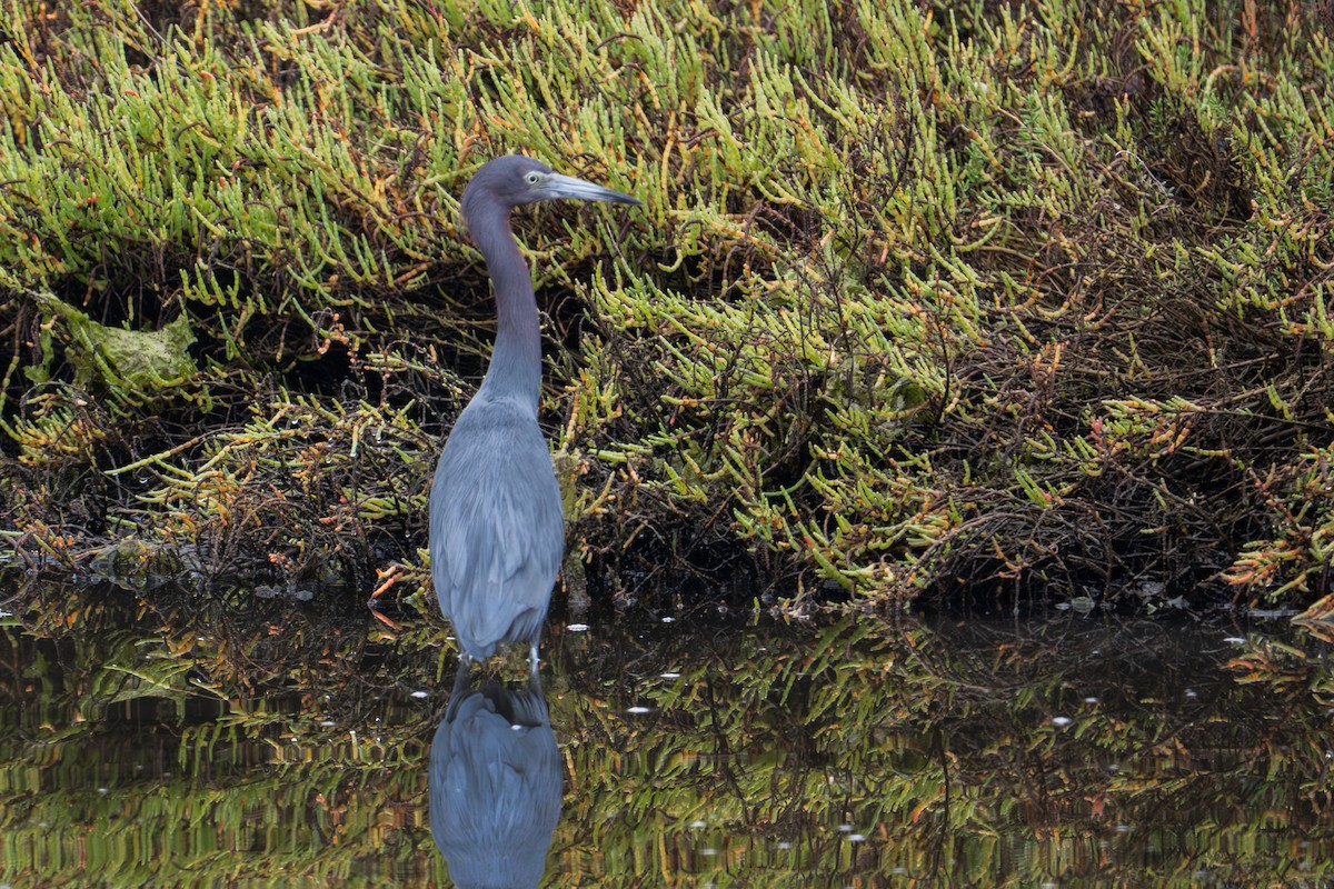 Little Blue Heron - ML645092892