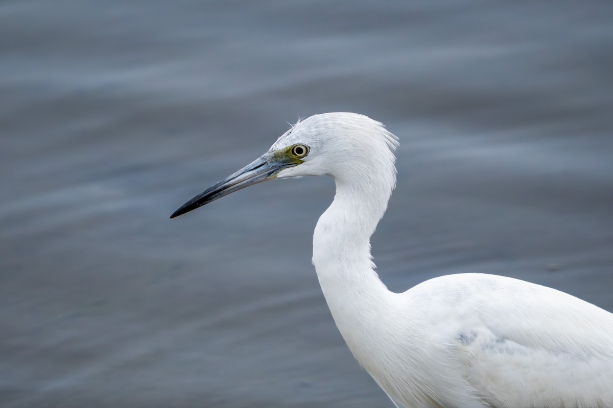 Little Blue Heron - ML645092898