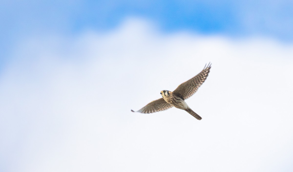 American Kestrel - ML645092905