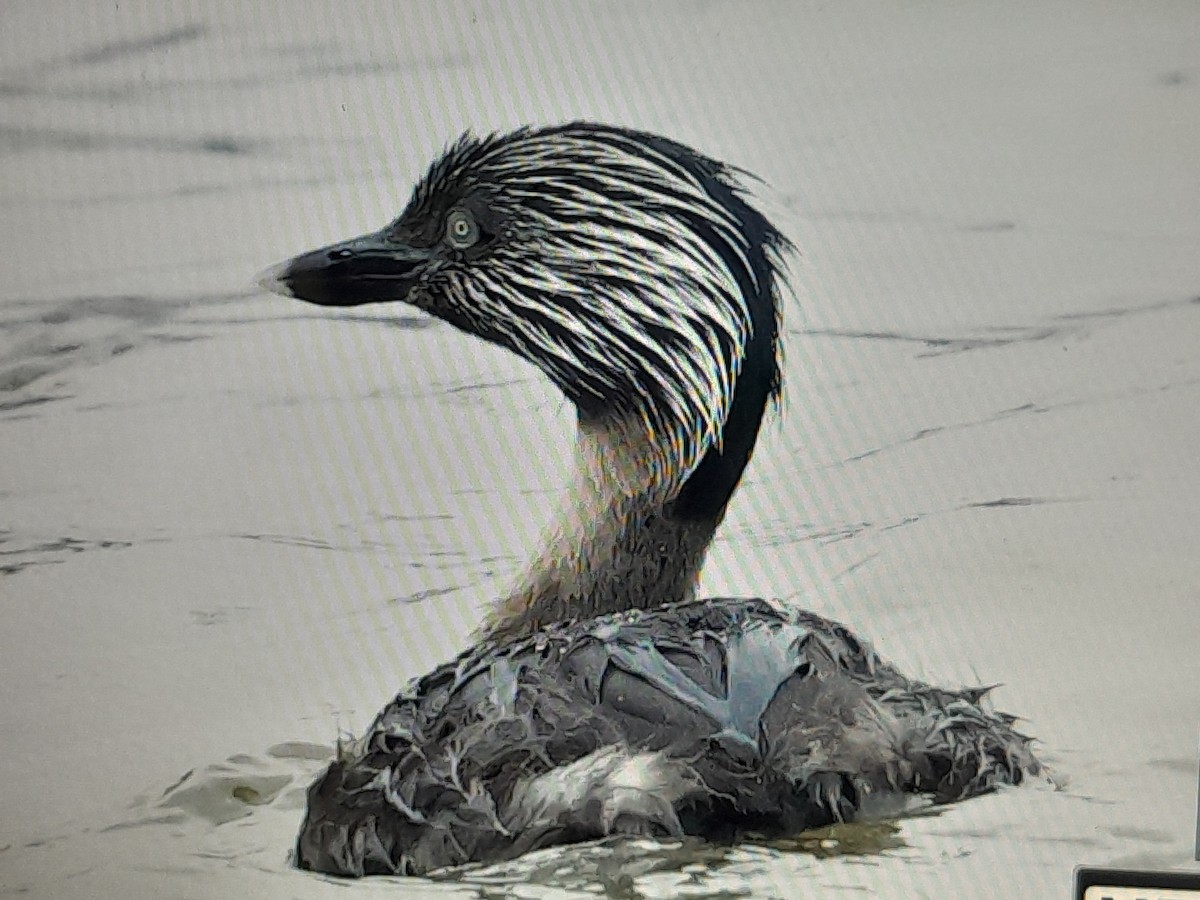 sølvhodedykker - ML645092911