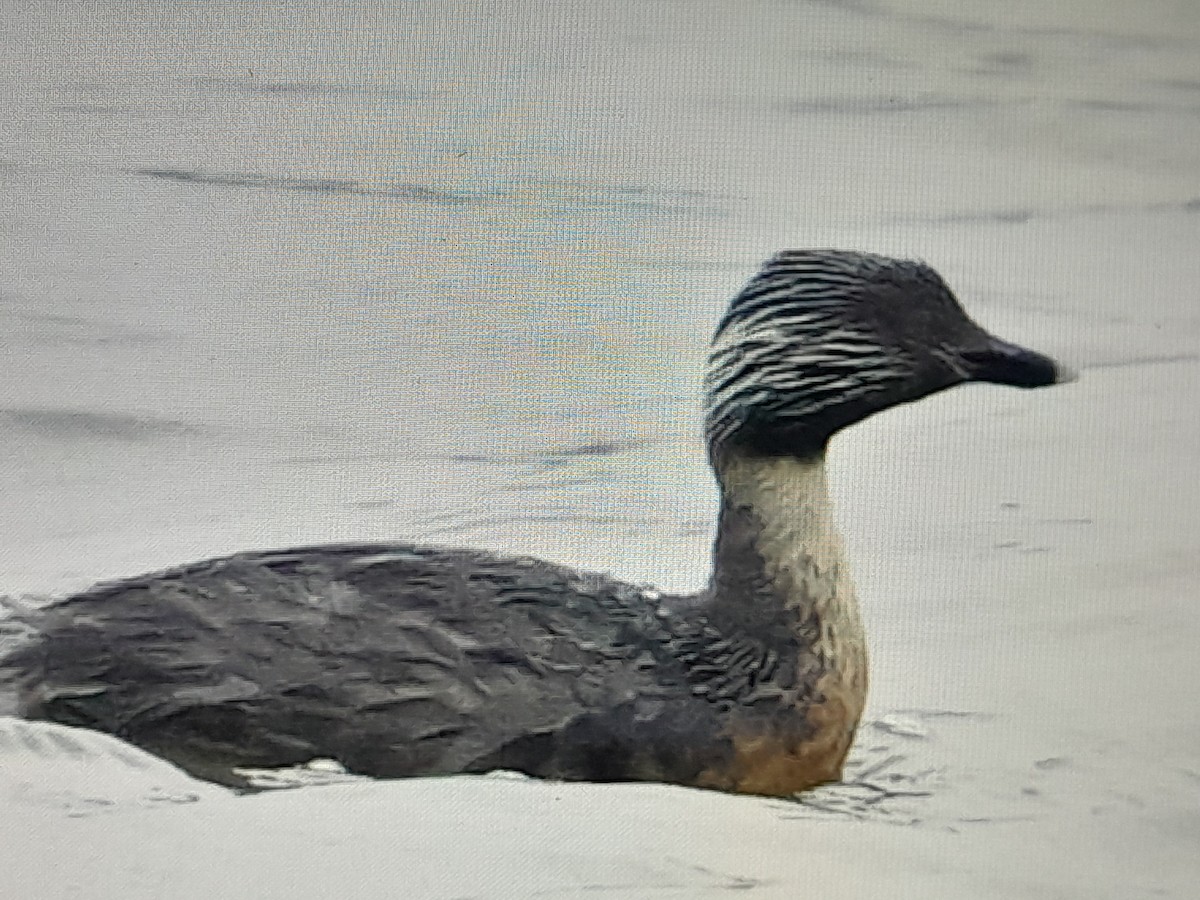 sølvhodedykker - ML645092920