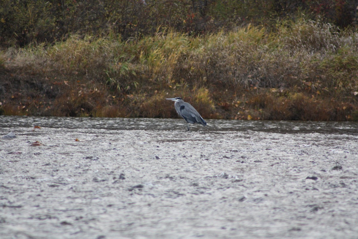 Great Blue Heron - ML645092921