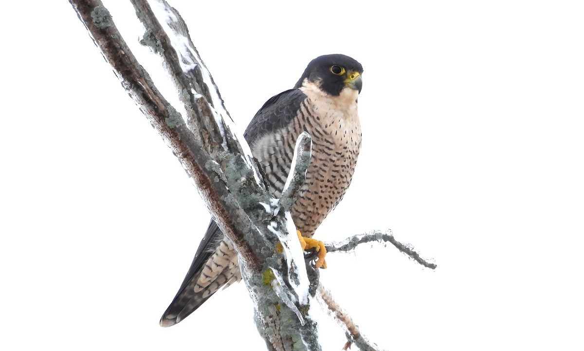 Peregrine Falcon - ML645092925
