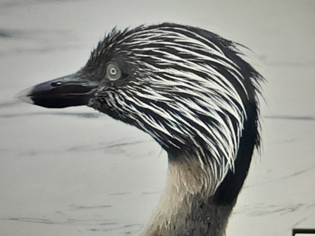 sølvhodedykker - ML645092927