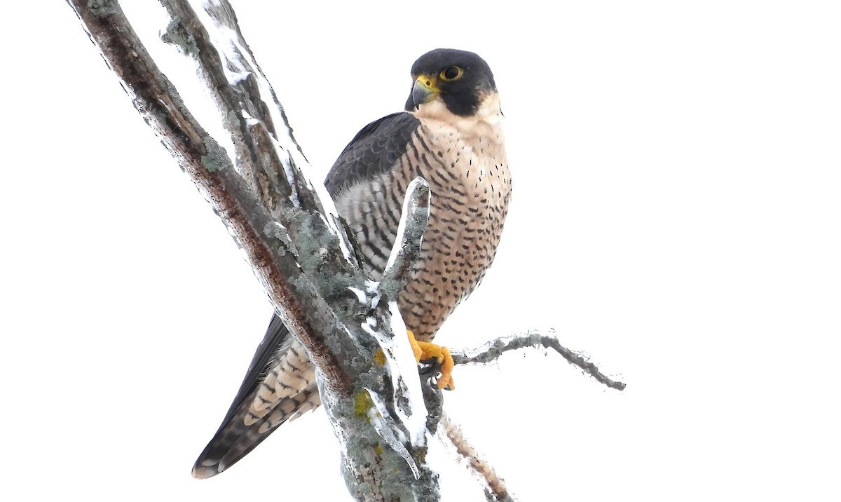 Peregrine Falcon - ML645092932