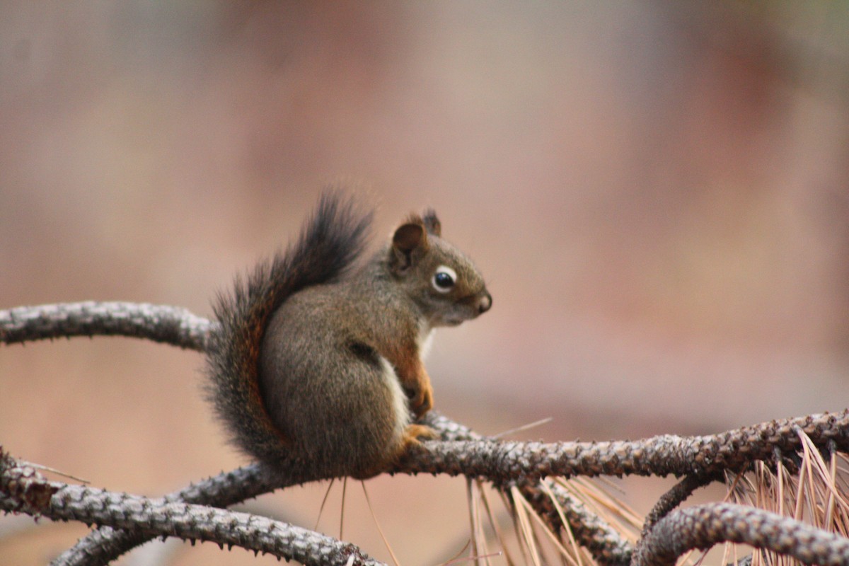 American Red Squirrel - ML645092935