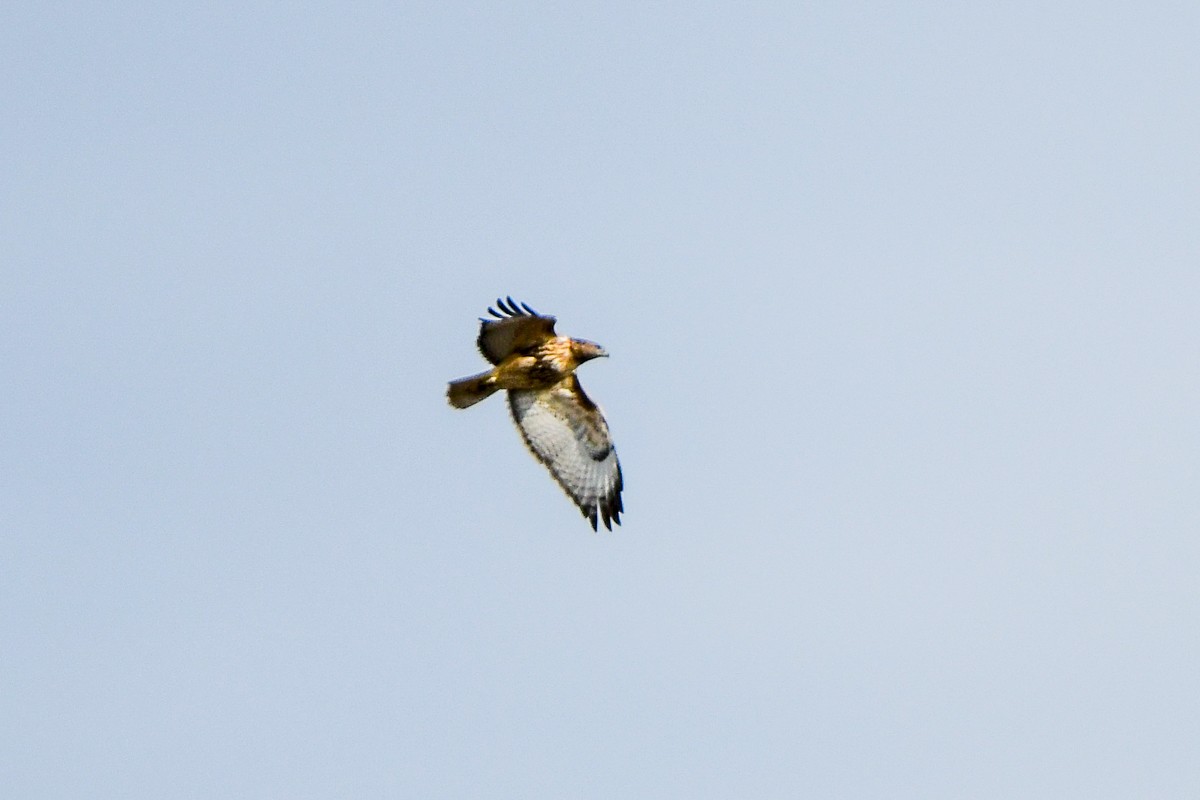 Red-tailed Hawk - ML645092940