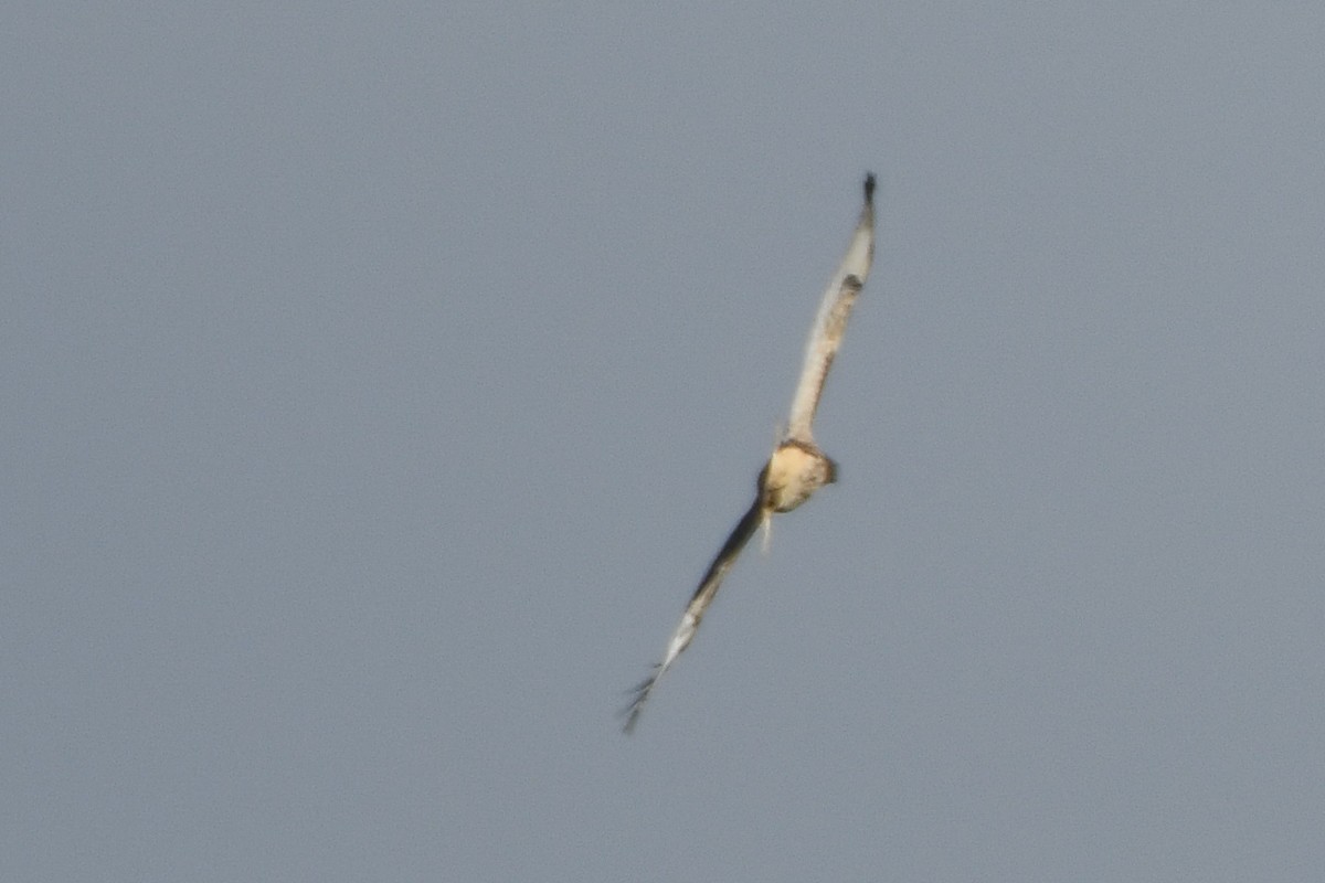 Red-tailed Hawk - ML645092941