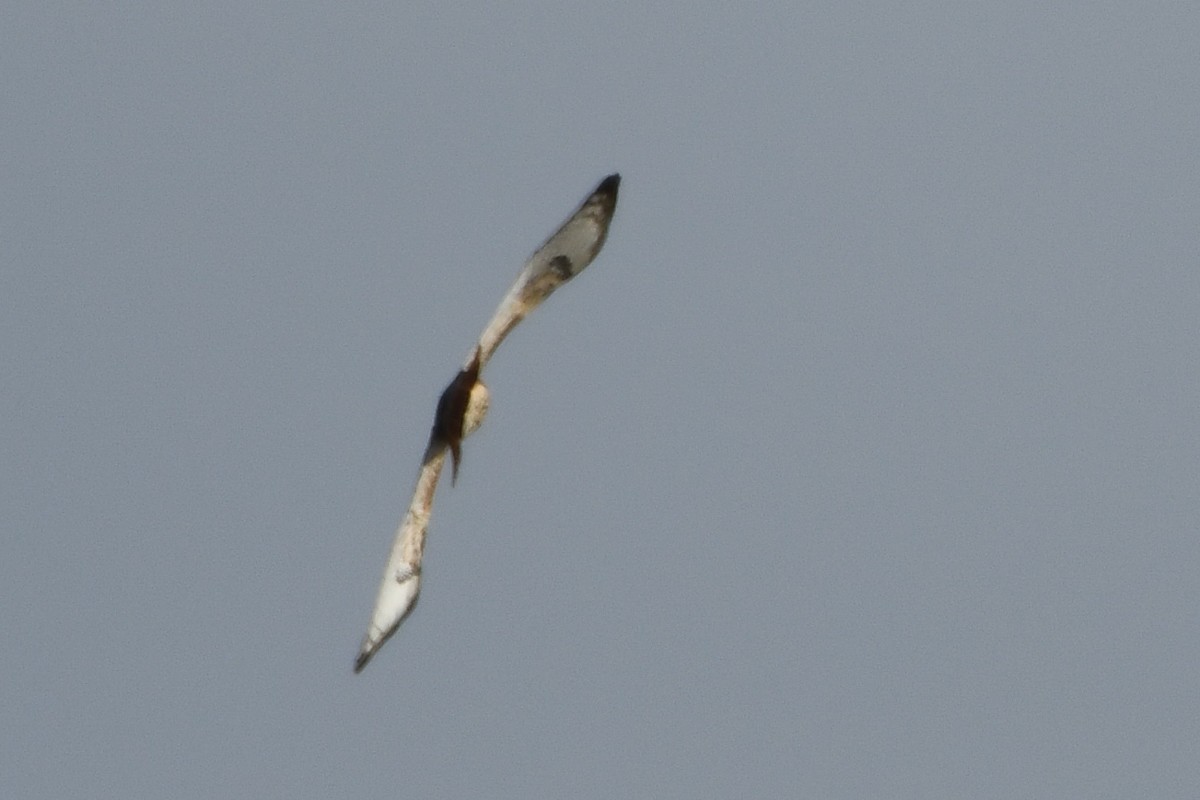 Red-tailed Hawk - ML645092942