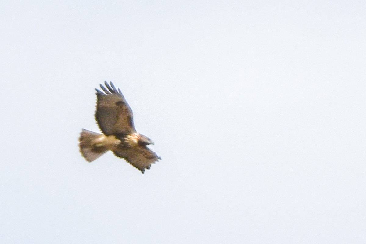 Red-tailed Hawk - ML645092943