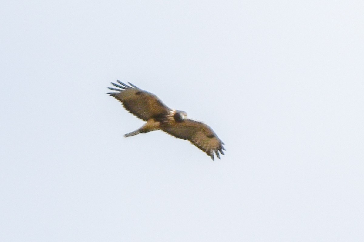 Red-tailed Hawk - ML645092945