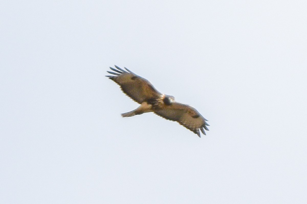 Red-tailed Hawk - ML645092946