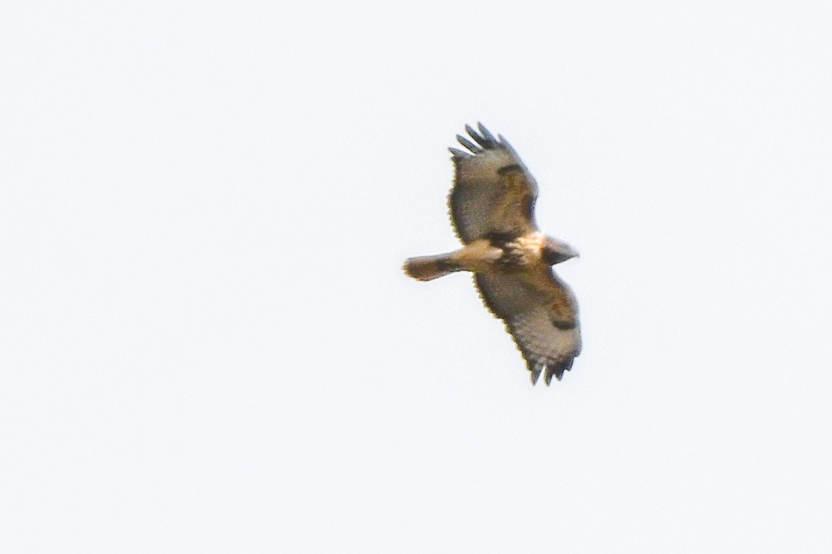 Red-tailed Hawk - ML645092947