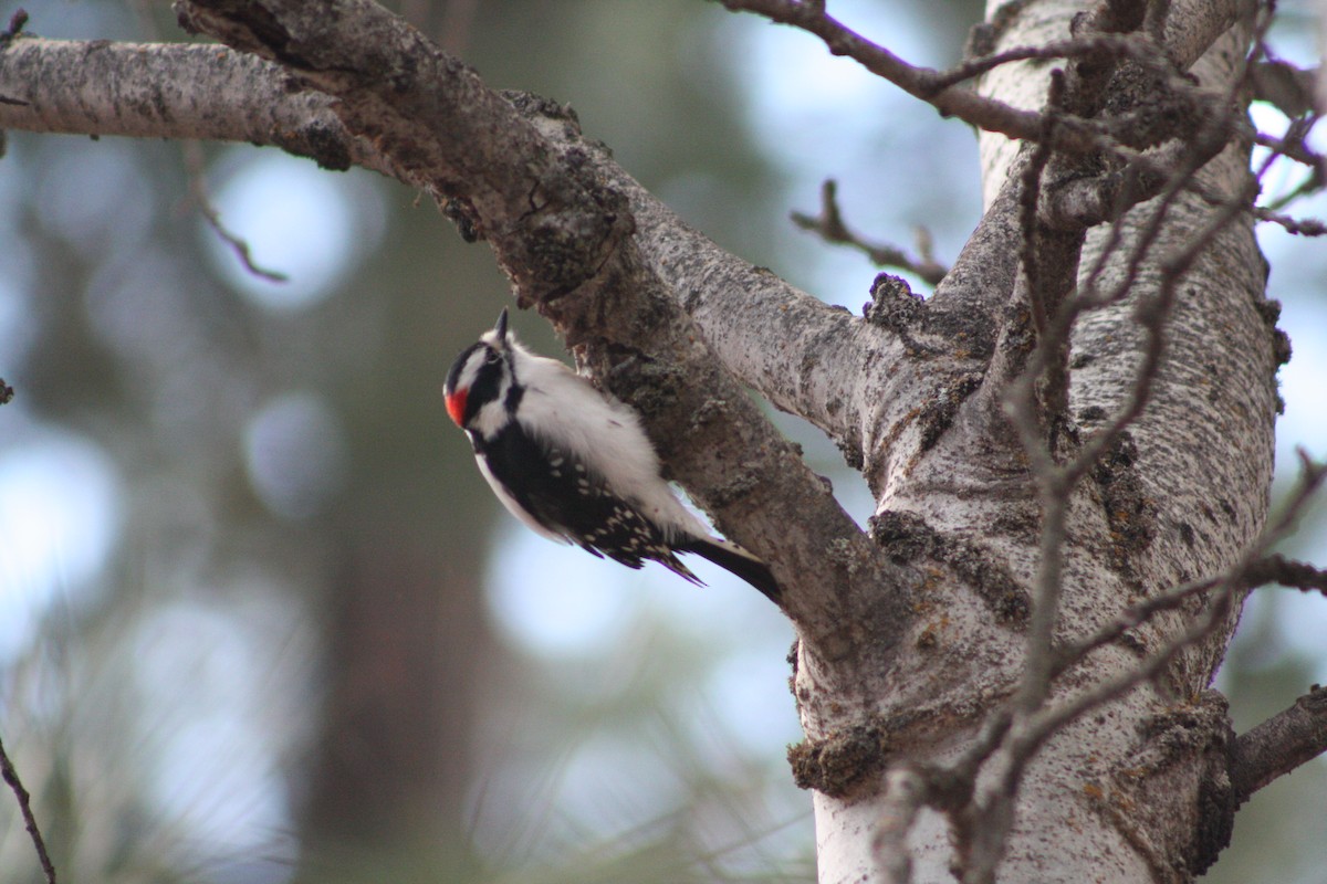Downy Woodpecker - ML645092968