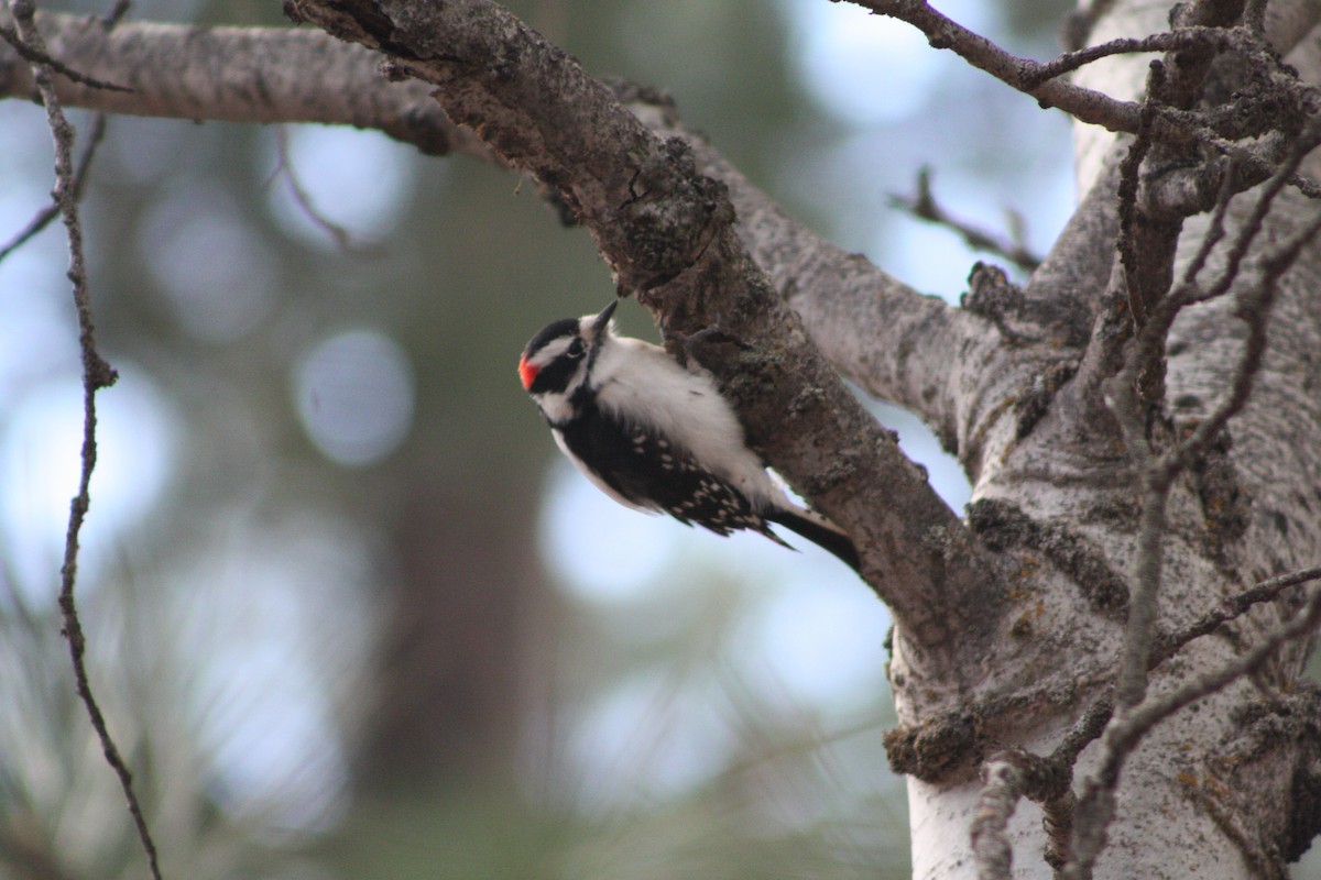 Downy Woodpecker - ML645092969