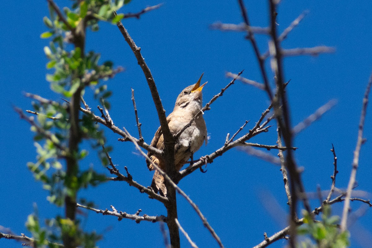 Southern House Wren - ML645092972