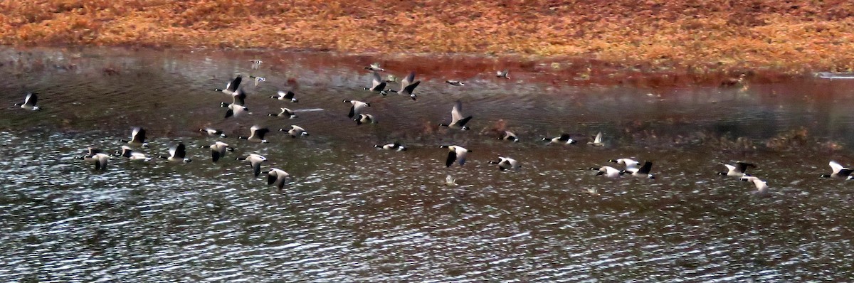 Barnacla Canadiense Grande - ML645092977