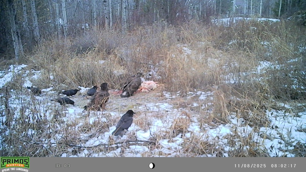 Bald Eagle - ML645092978