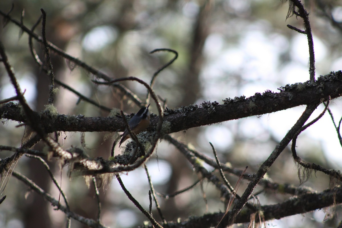 Red-breasted Nuthatch - ML645092984